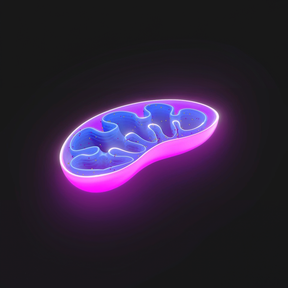 How Can We Support Our Mitochondria?